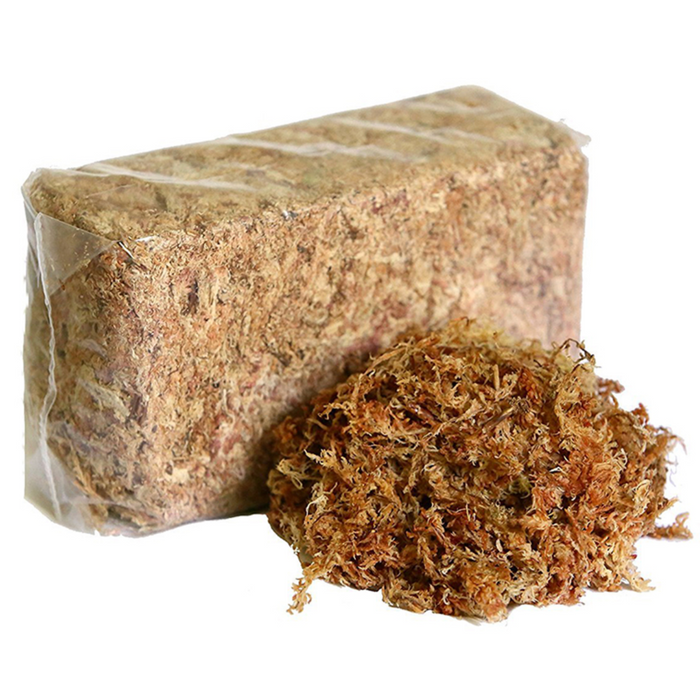 Sphagnum Moss