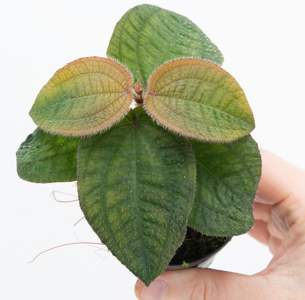 Phyllagathis prostrata