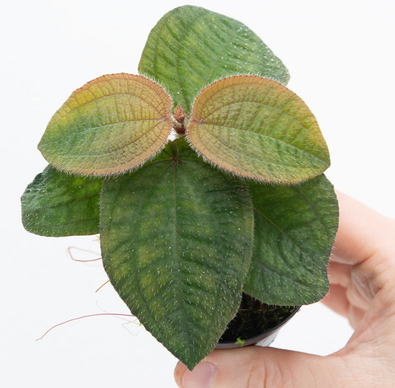 Phyllagathis prostrata