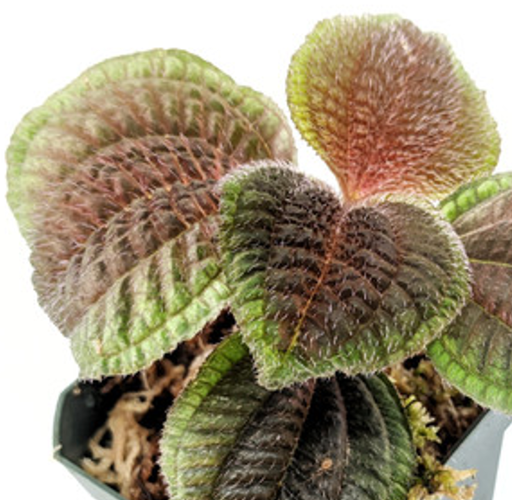 Triolena pustulata