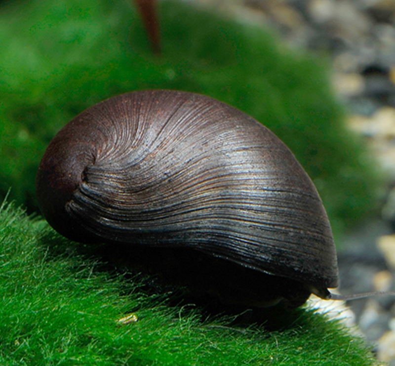 Black Helmet Snail