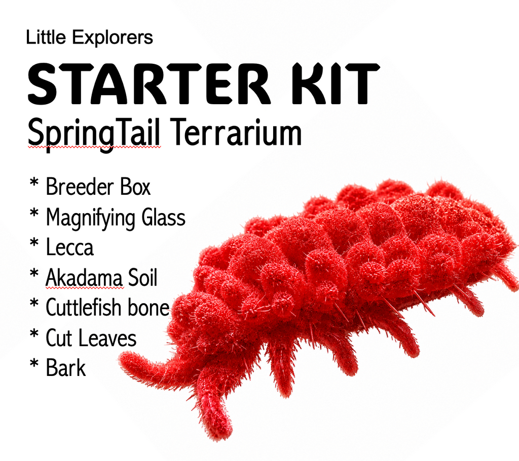 STARTER KIT - SpringTail Terrarium