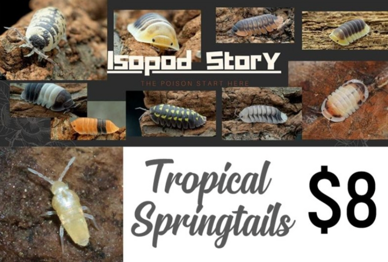 Tropical White Springtails (Cup)