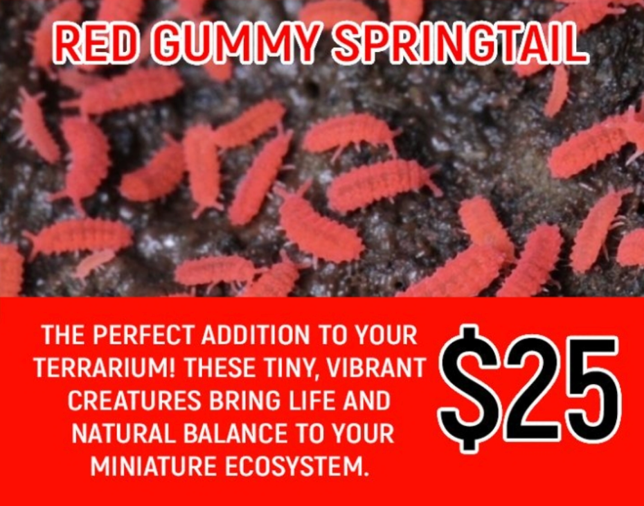 Red Gummy Springtails (Cup)