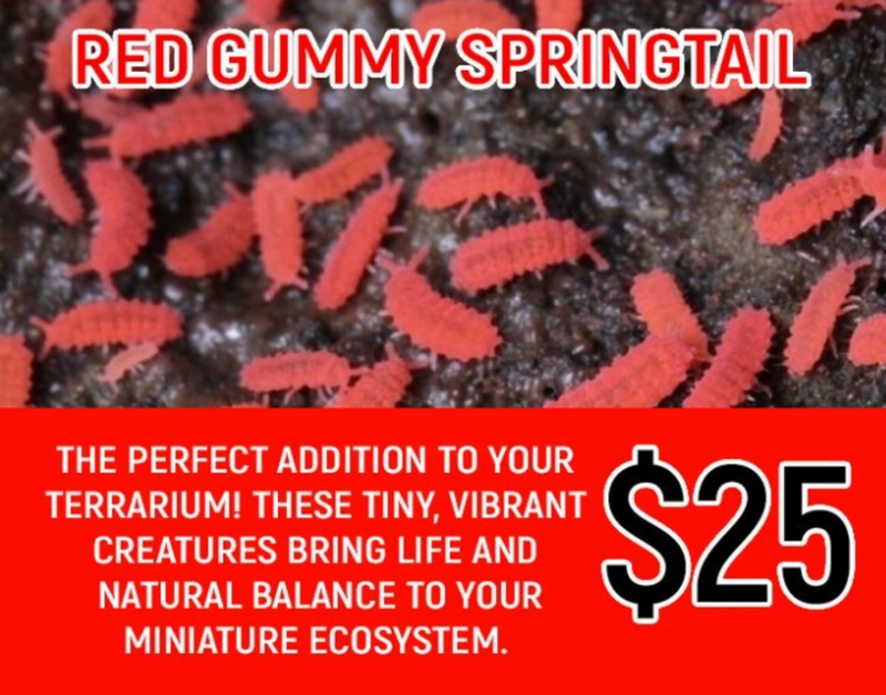 Red Gummy Springtails (Cup)