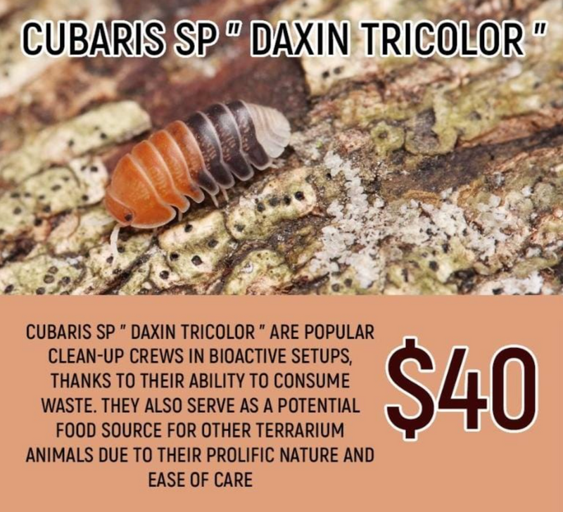 Cubaris sp "Daxin Tricolor" (6-8pc)
