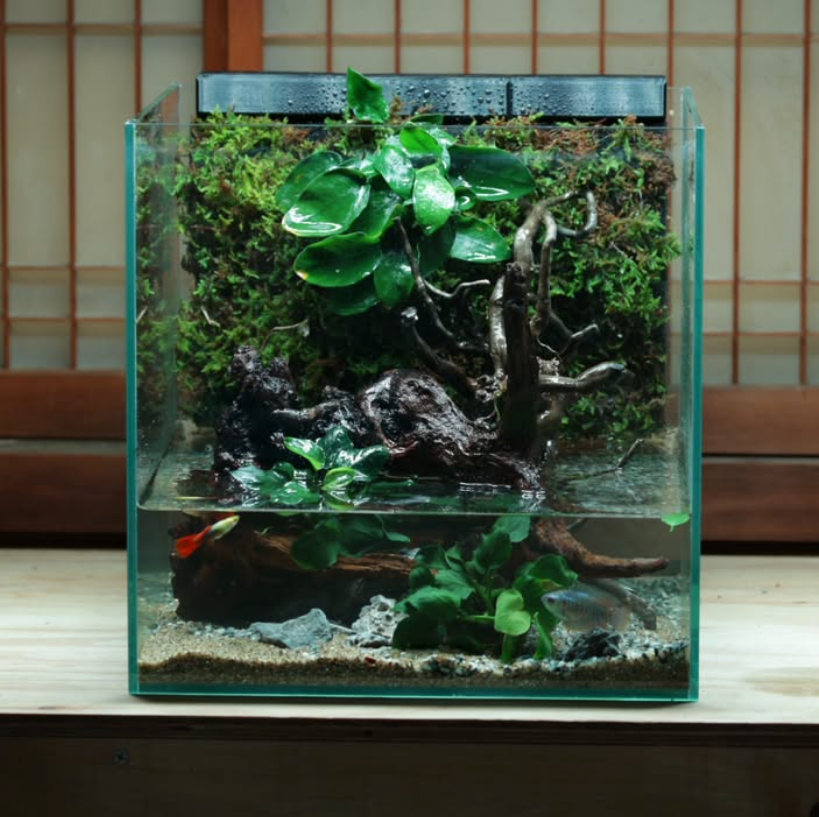 Living Wall Paludarium Workshop