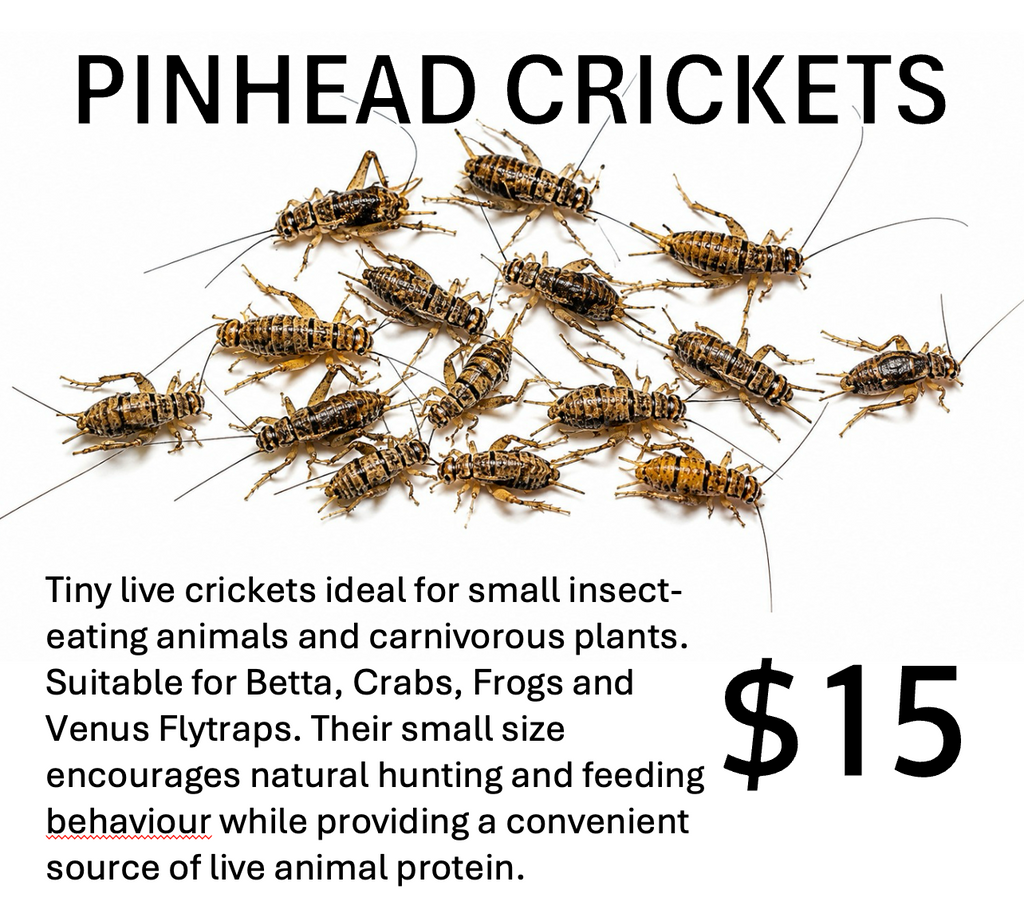 Crickets (Pinhead / Cup)