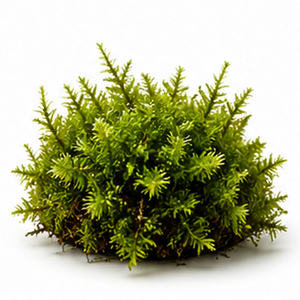 Terrarium Moss