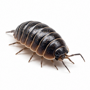 Isopods