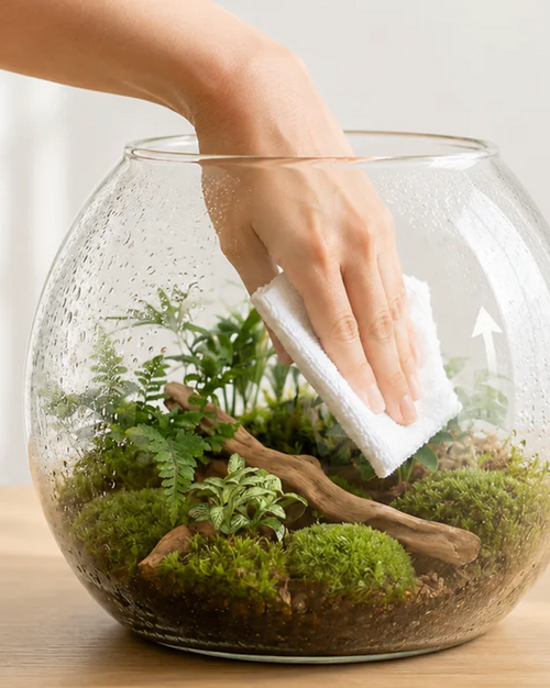 Closed Terrarium
