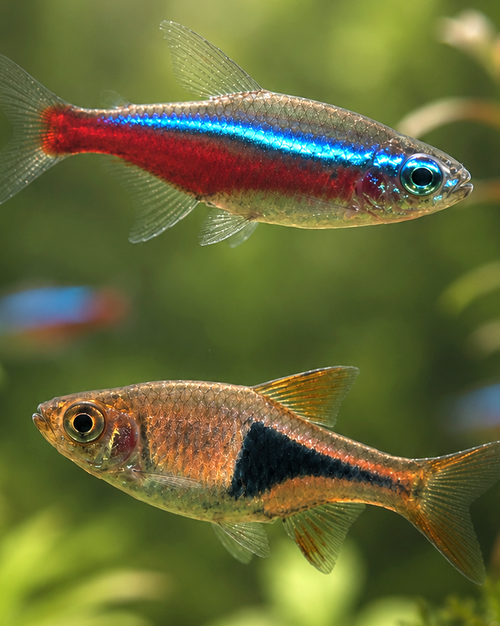 Fish