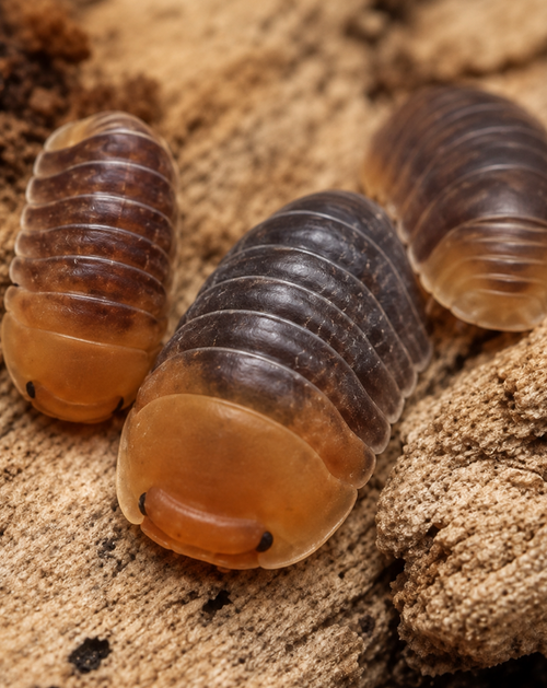 Isopods & Such