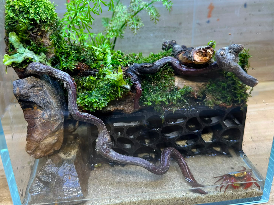 Mini Critter Habitat Paludarium
