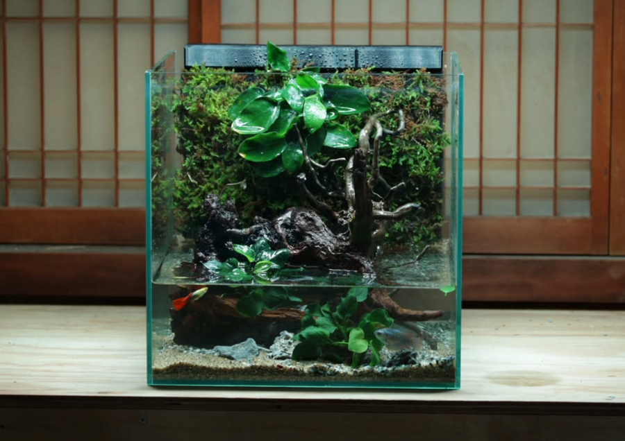 OASIS Living Wall Paludarium