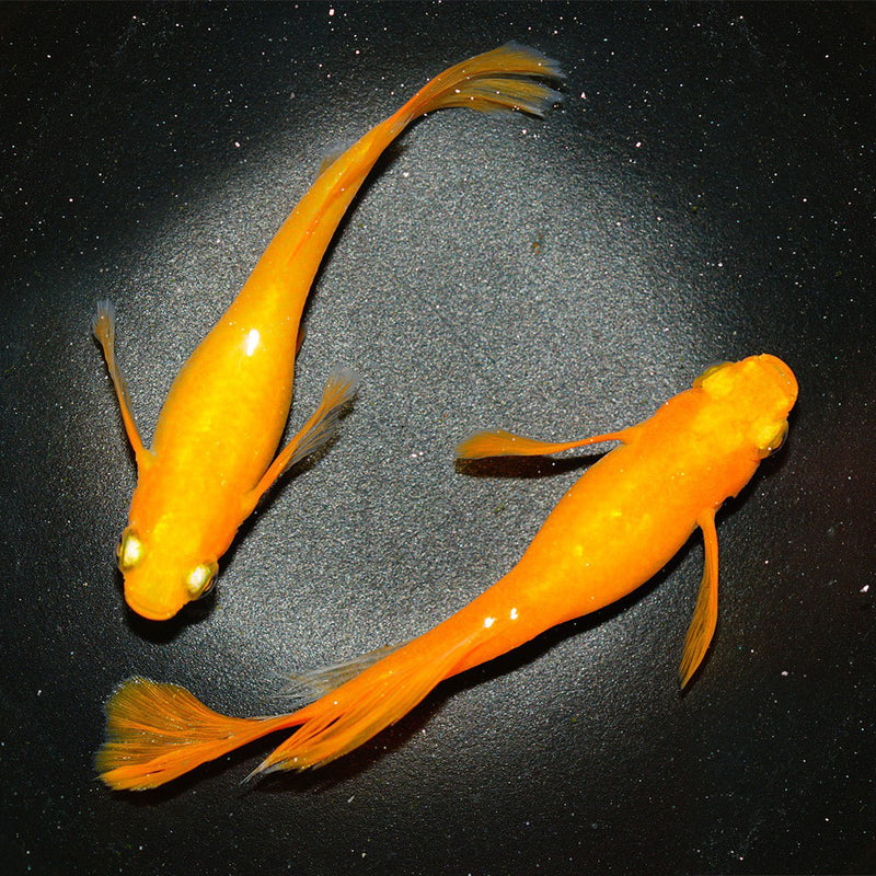 Medaka Ricefish (Sunrise Halfmoon)