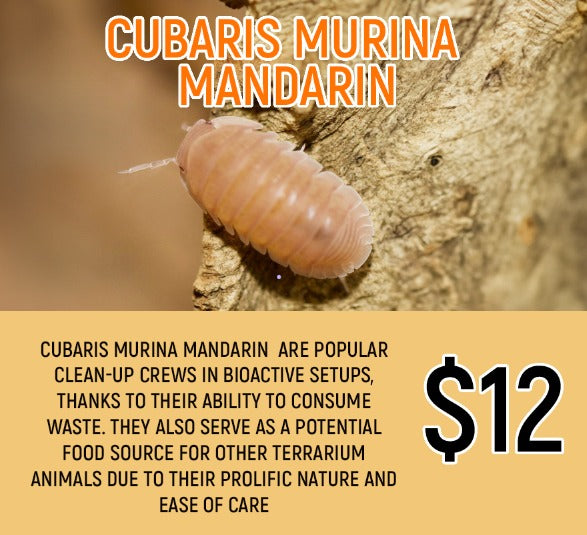 Cubaris murina Mandarin