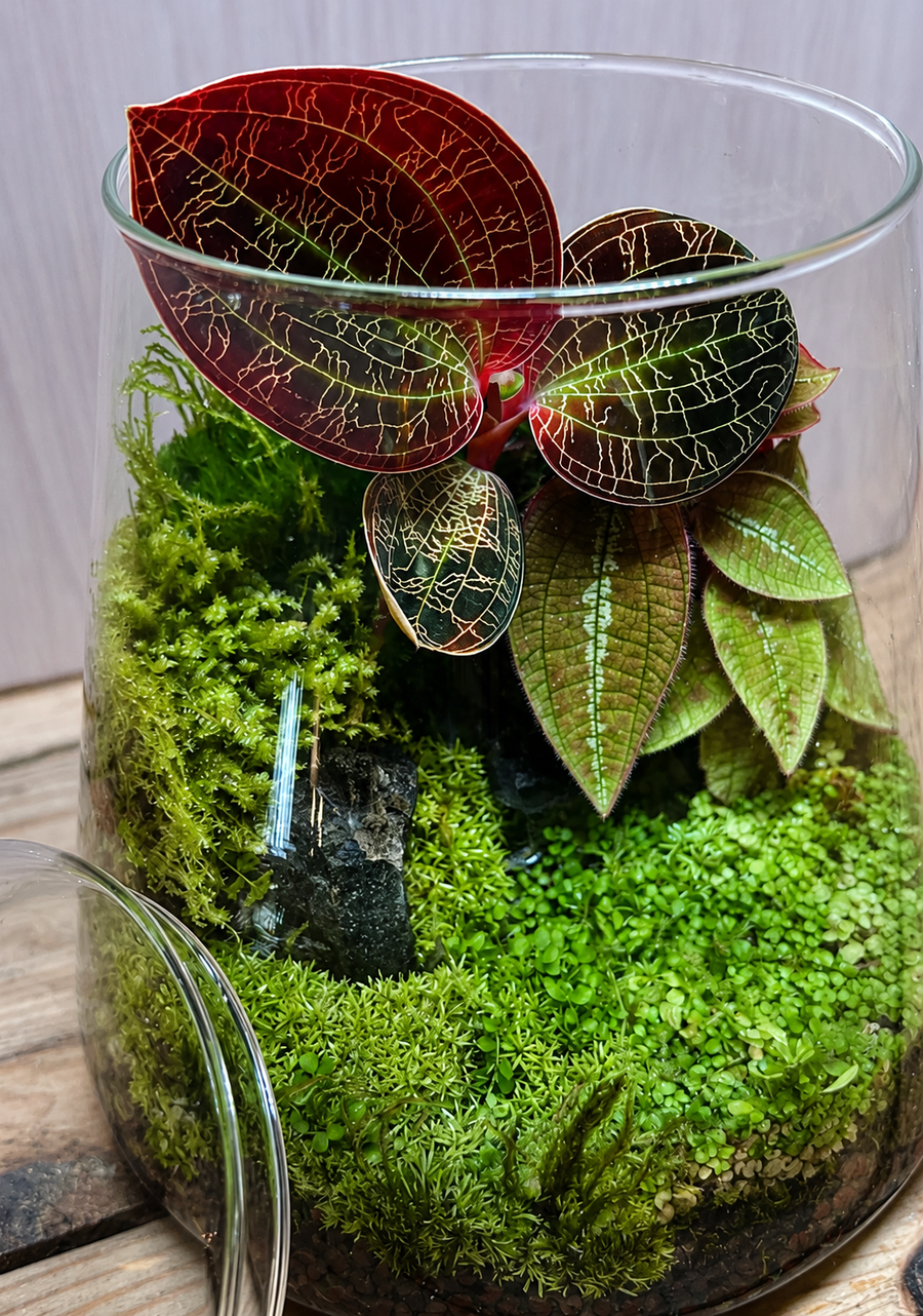 Jungle Jewel Terrariums