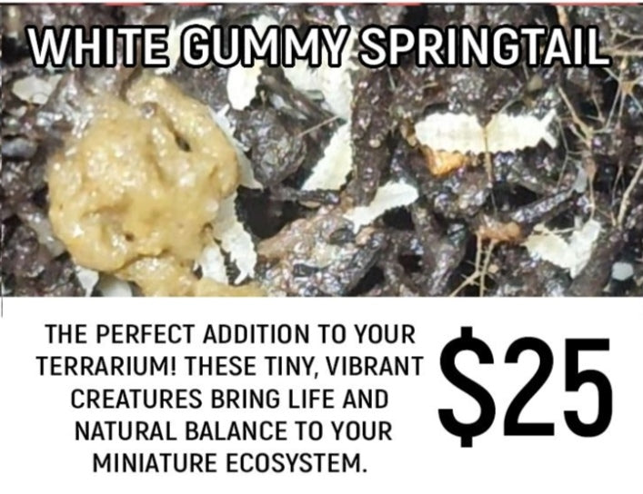 White Gummy Springtails (Cup)