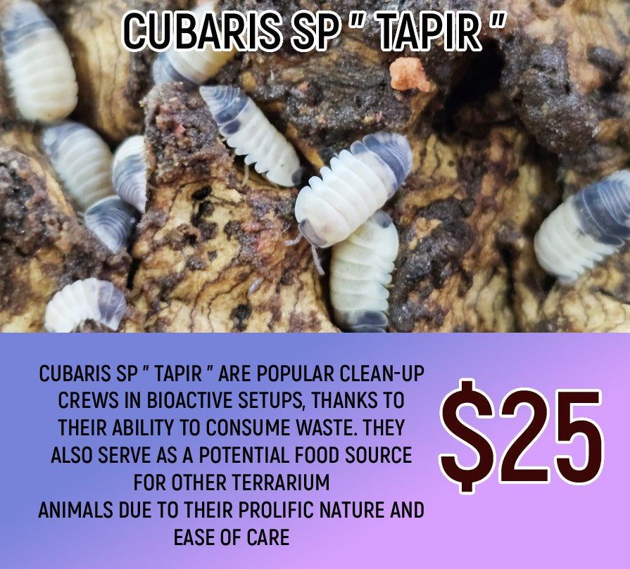 Cubaris sp Tapir (8-10PC)
