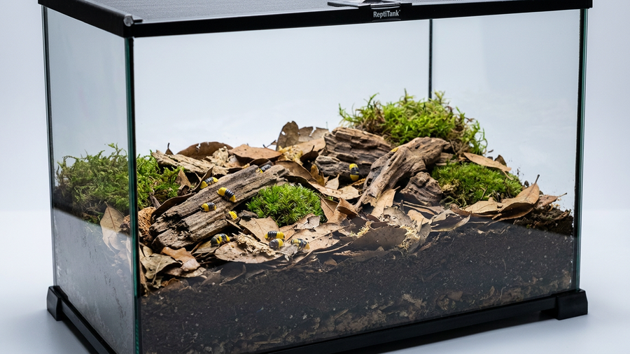 Bioactive Terrarium