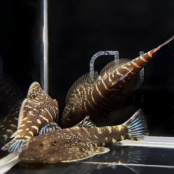 Blue Fin Hillstream loach
