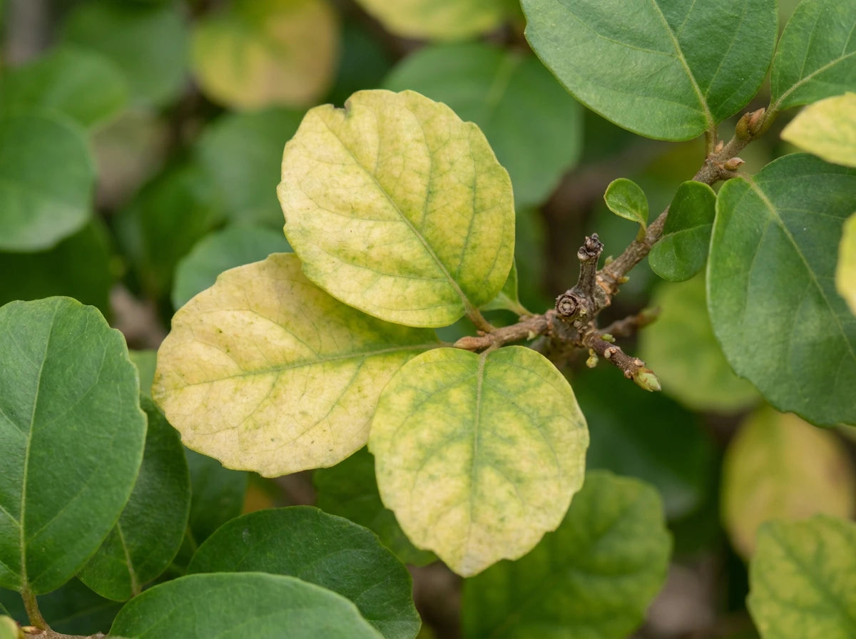Yellowing Leaves
