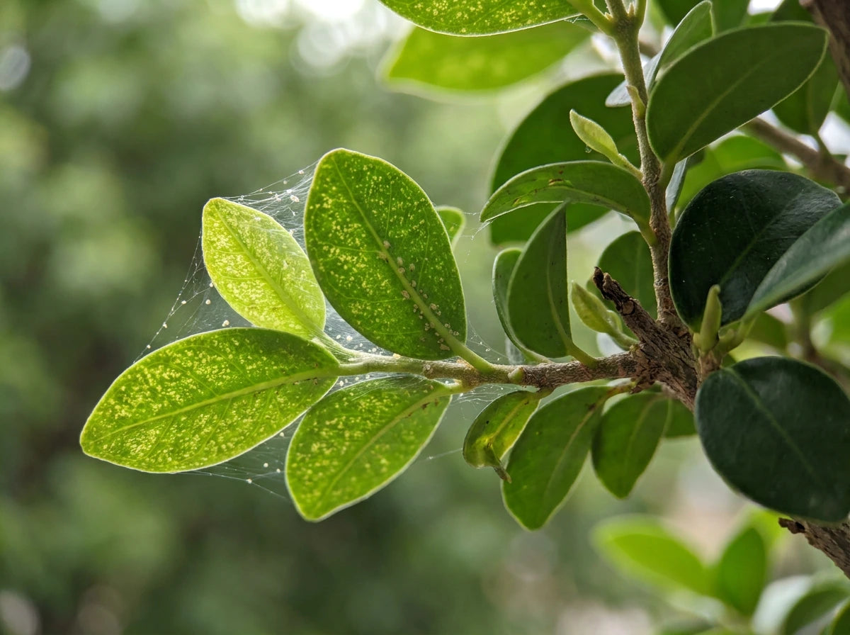 Spider Mites