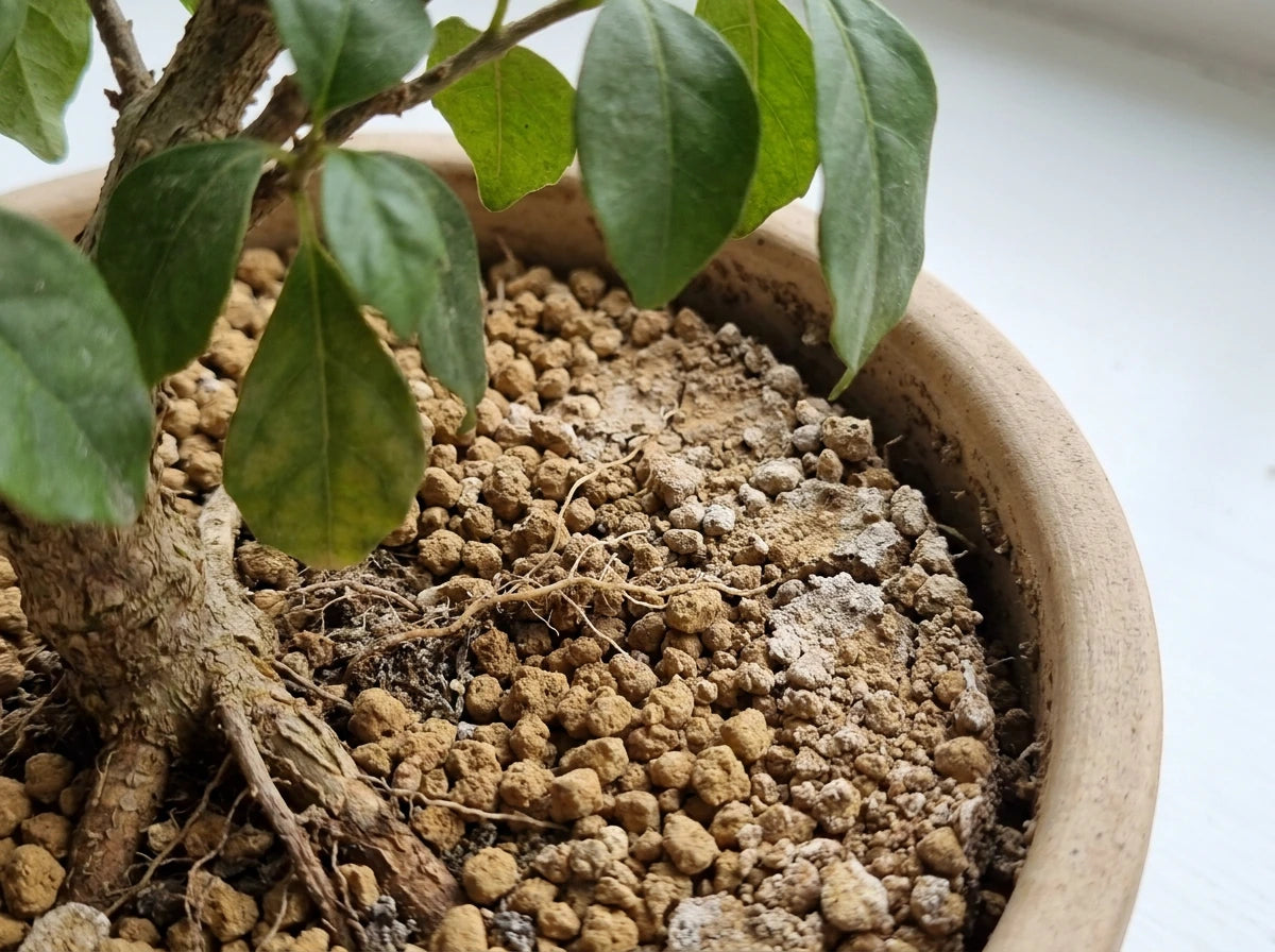 Soil Drying Too Quickly