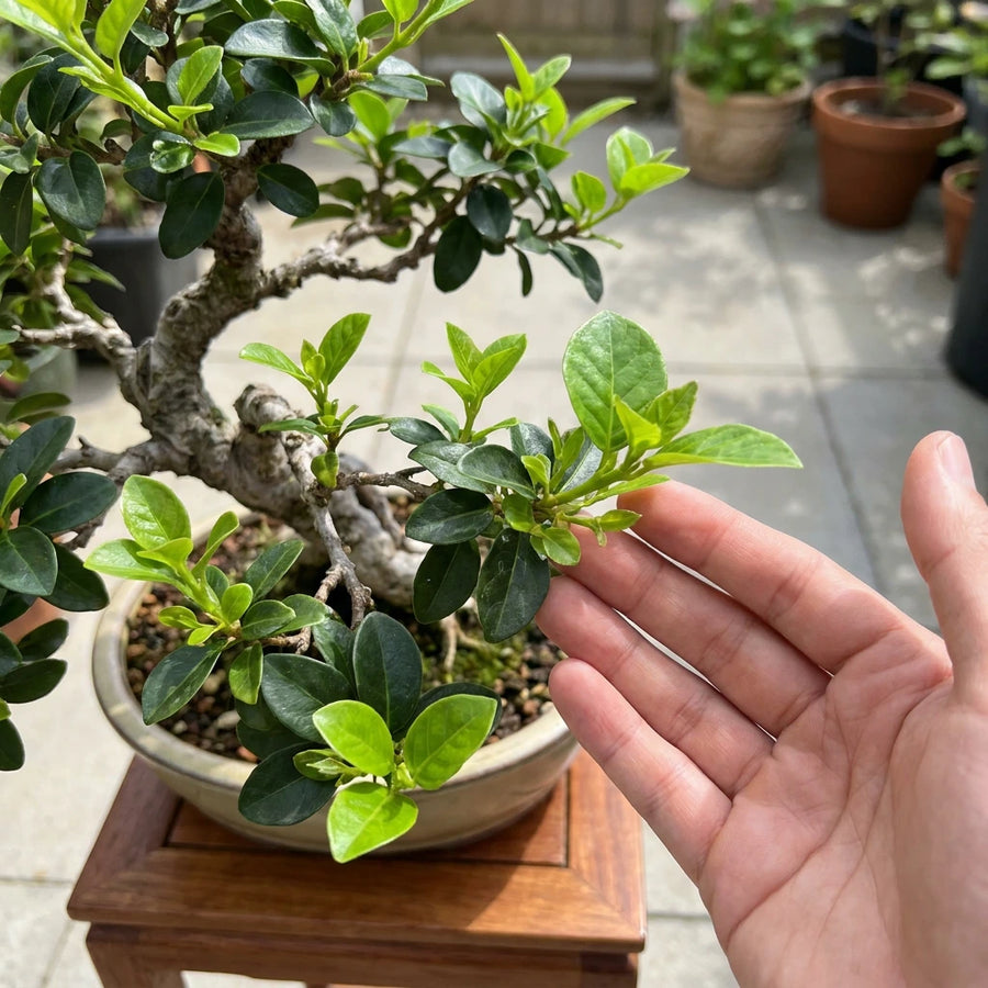 Observe New Growth
