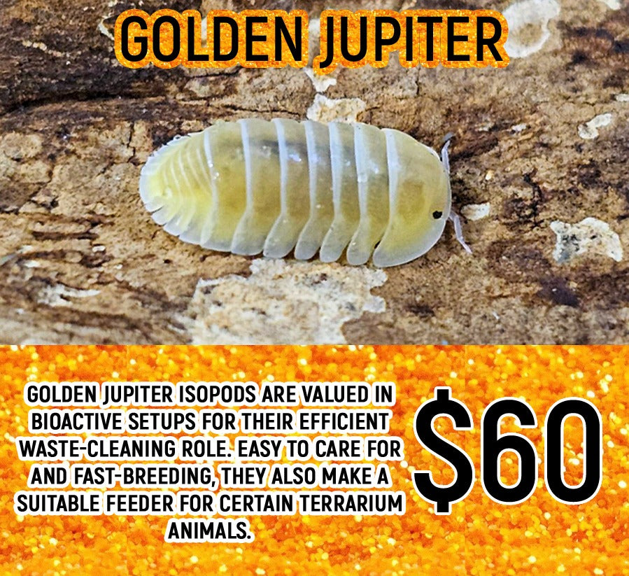 Cubaris sp "Golden Jupiter" (6-8PC)