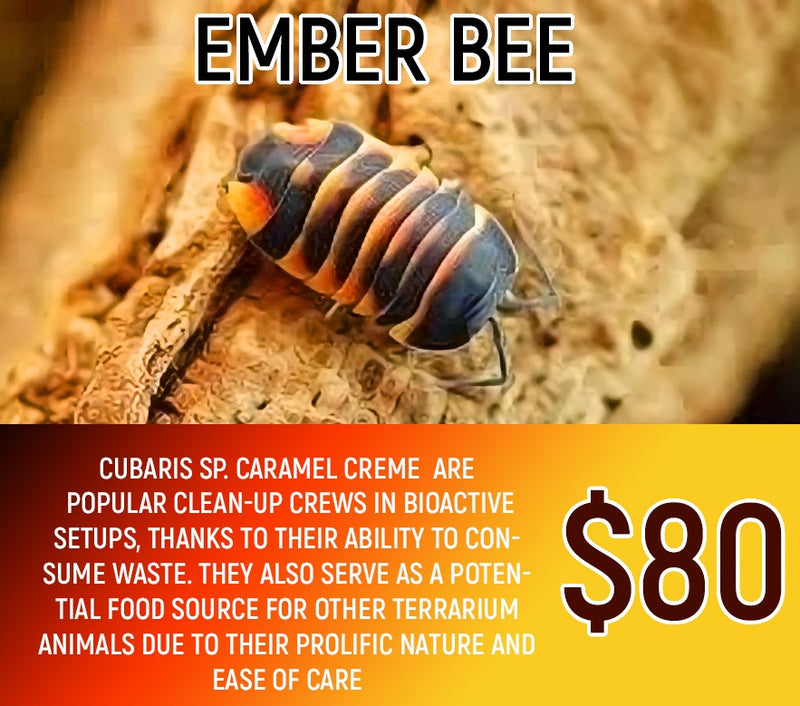 Cubaris sp "Ember Bee" (8-10PC)
