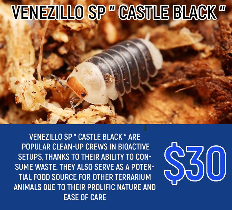 Venezillo Sp "Castle Black" (5-8pc)