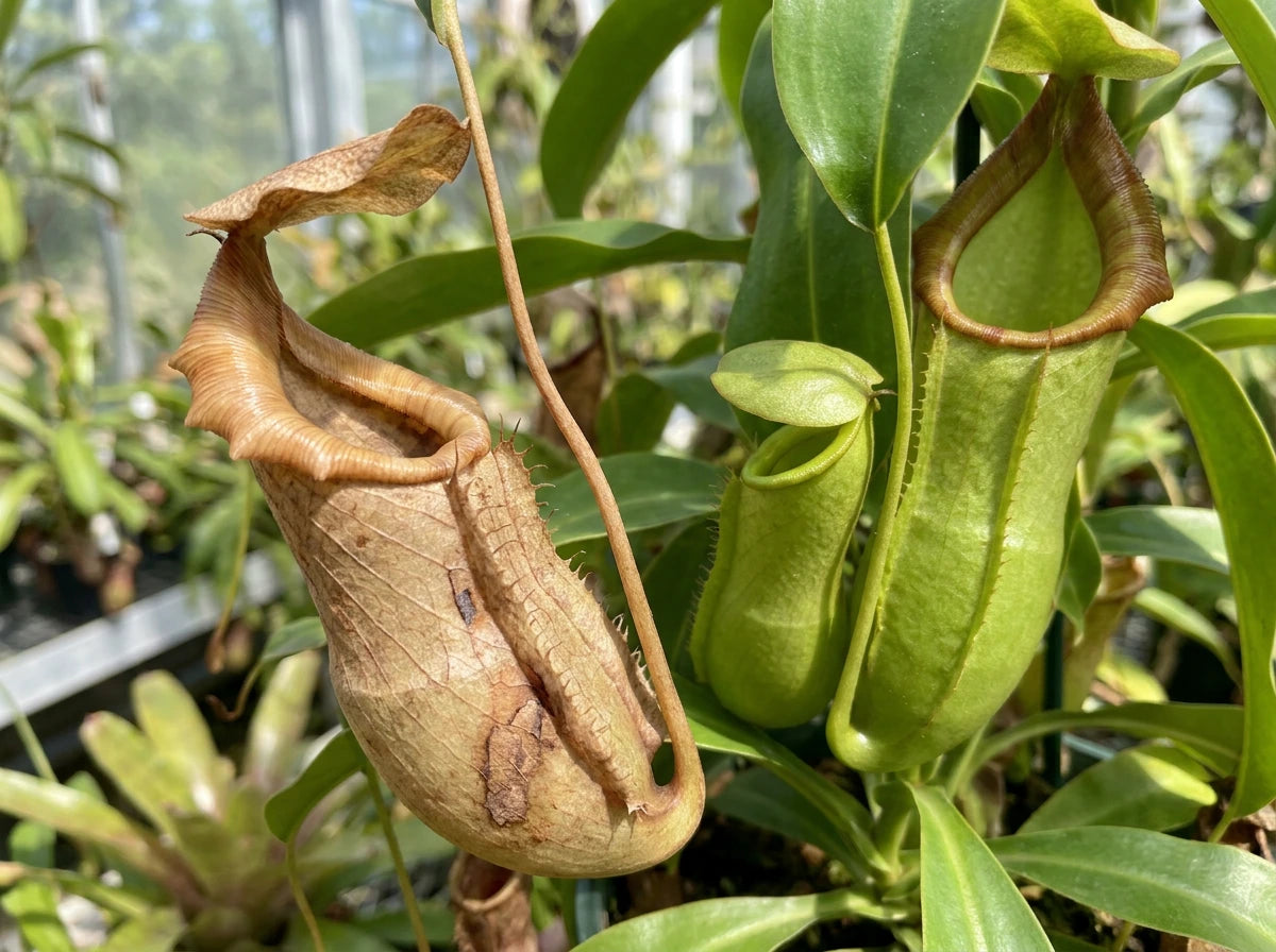 Pitchers Drying Up