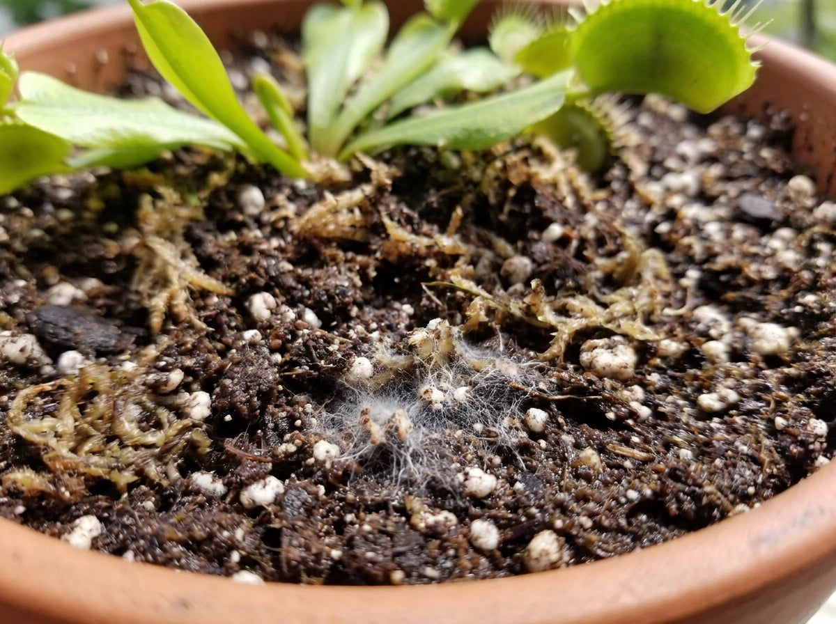 Mold On Soil Surface