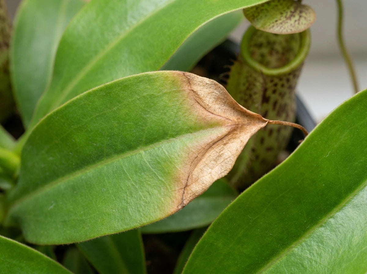 Brown Leaf Tips