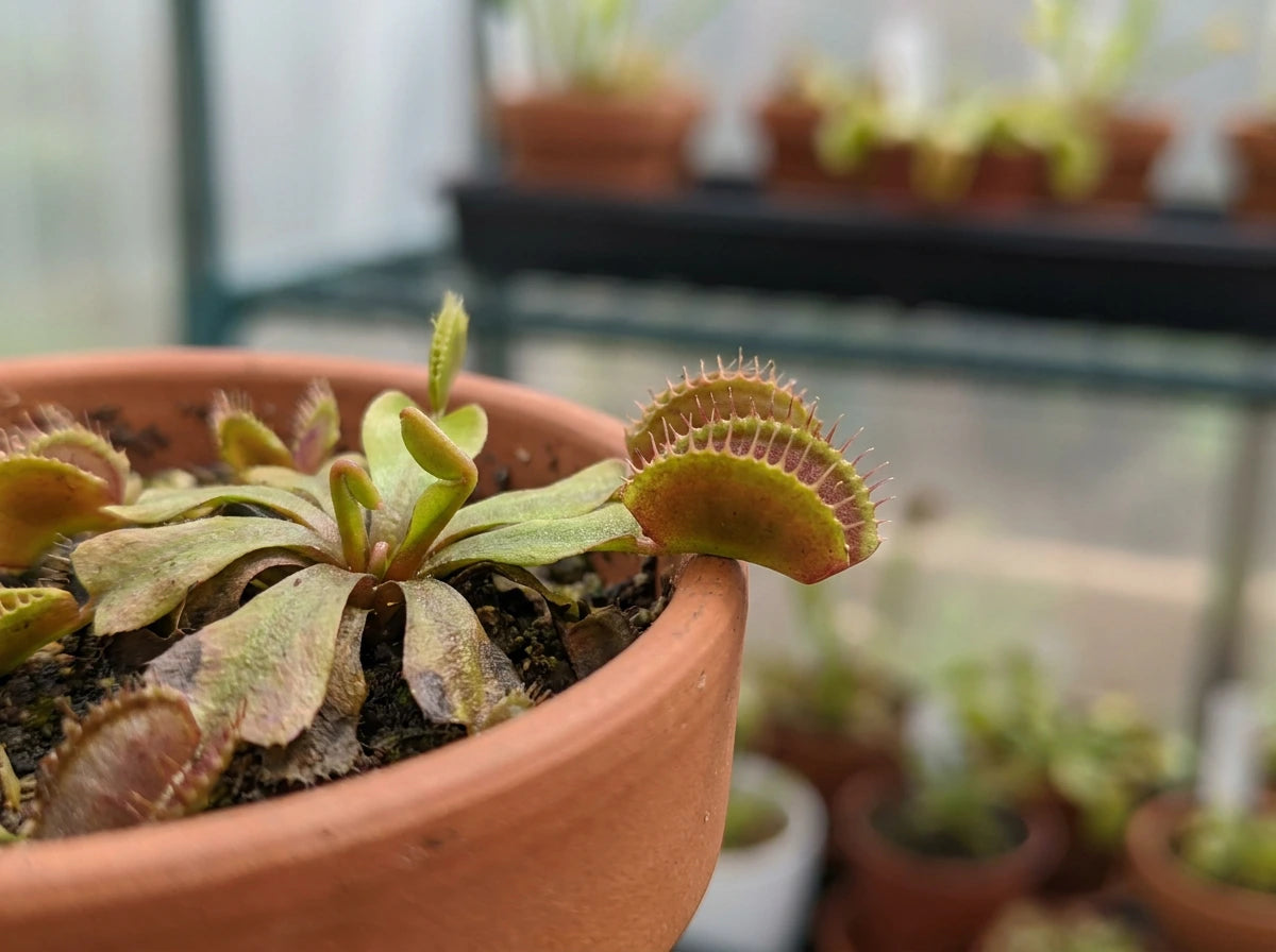 Slow Growth
