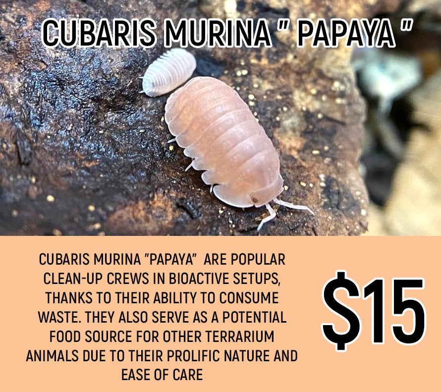 Cubaris murina "Papaya" (8-10PC)