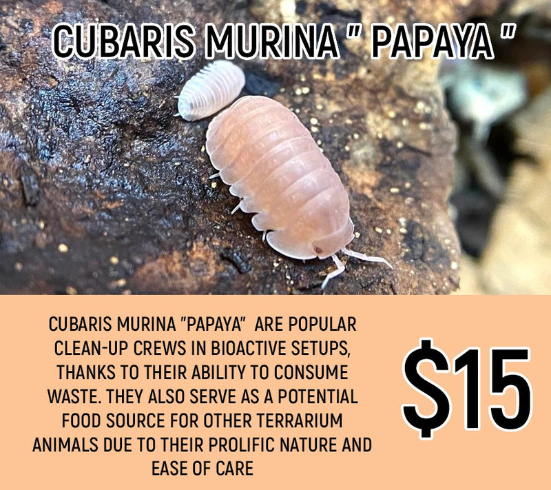Cubaris murina "Papaya" (8-10PC)