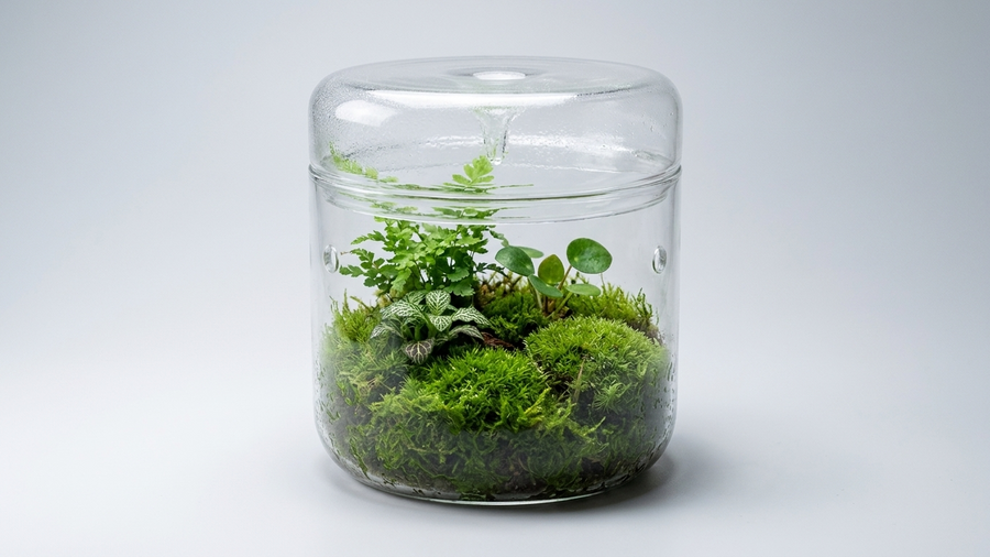 Closed Terrarium