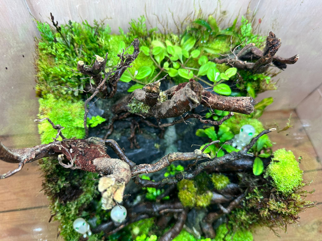 DIORAMA TERRARIUM - Forest Spirit (Skybox 25x25x35cm)
