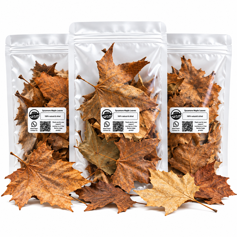 ISOBRO Sycamore Maple Leaves (10pc)