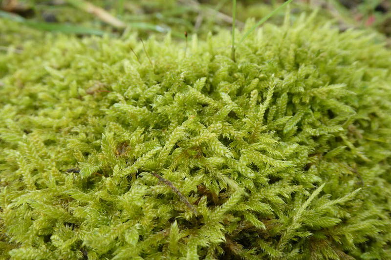 Moss (Hypnum cupressiforme / Tub)