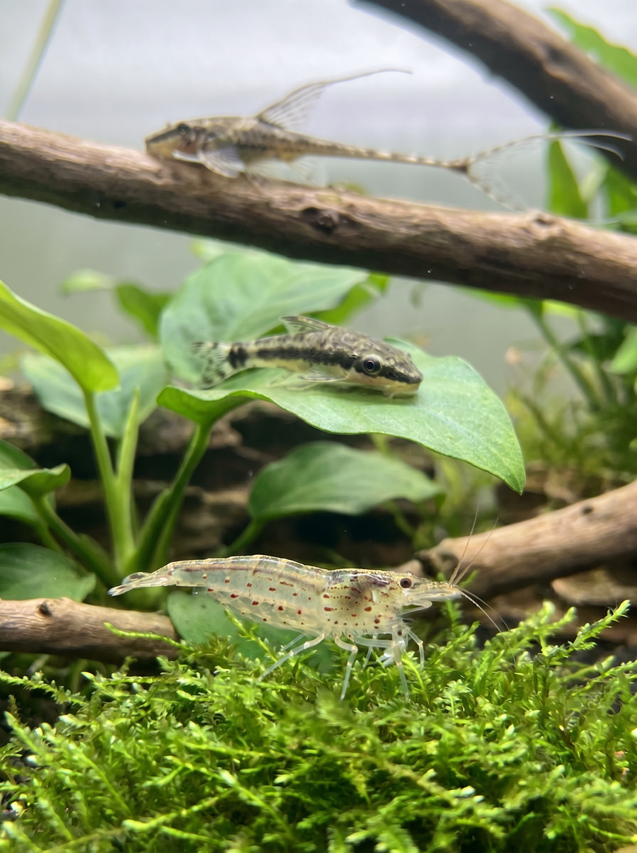 Algae Control