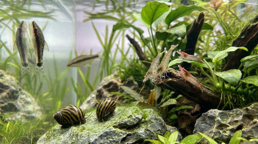 Snails & Algae Helpers