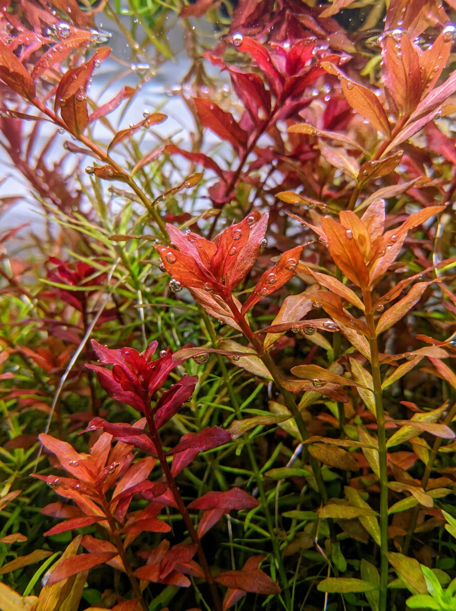 Colorful Plants