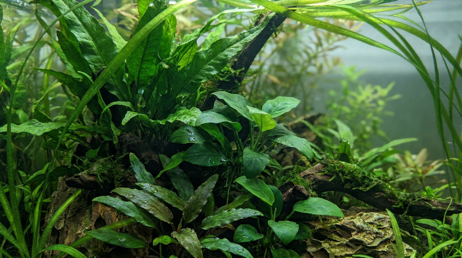 Beginner-Friendly Plants