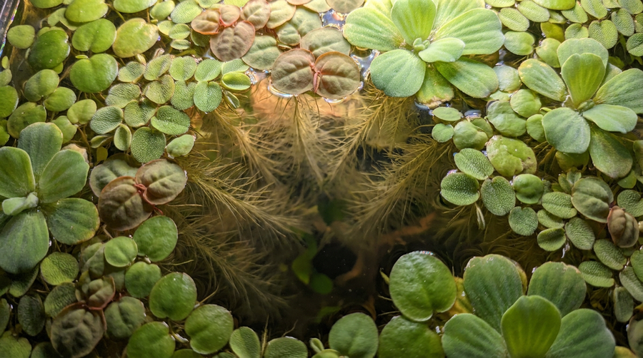 Floating Plants