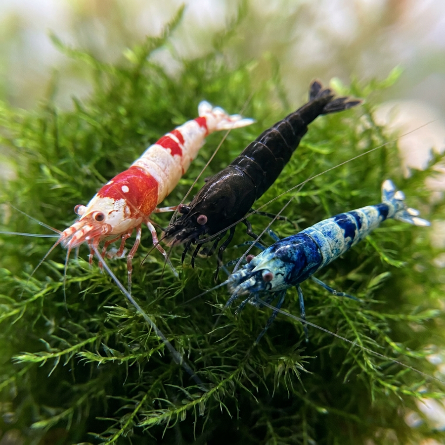 Caridina Shrimp