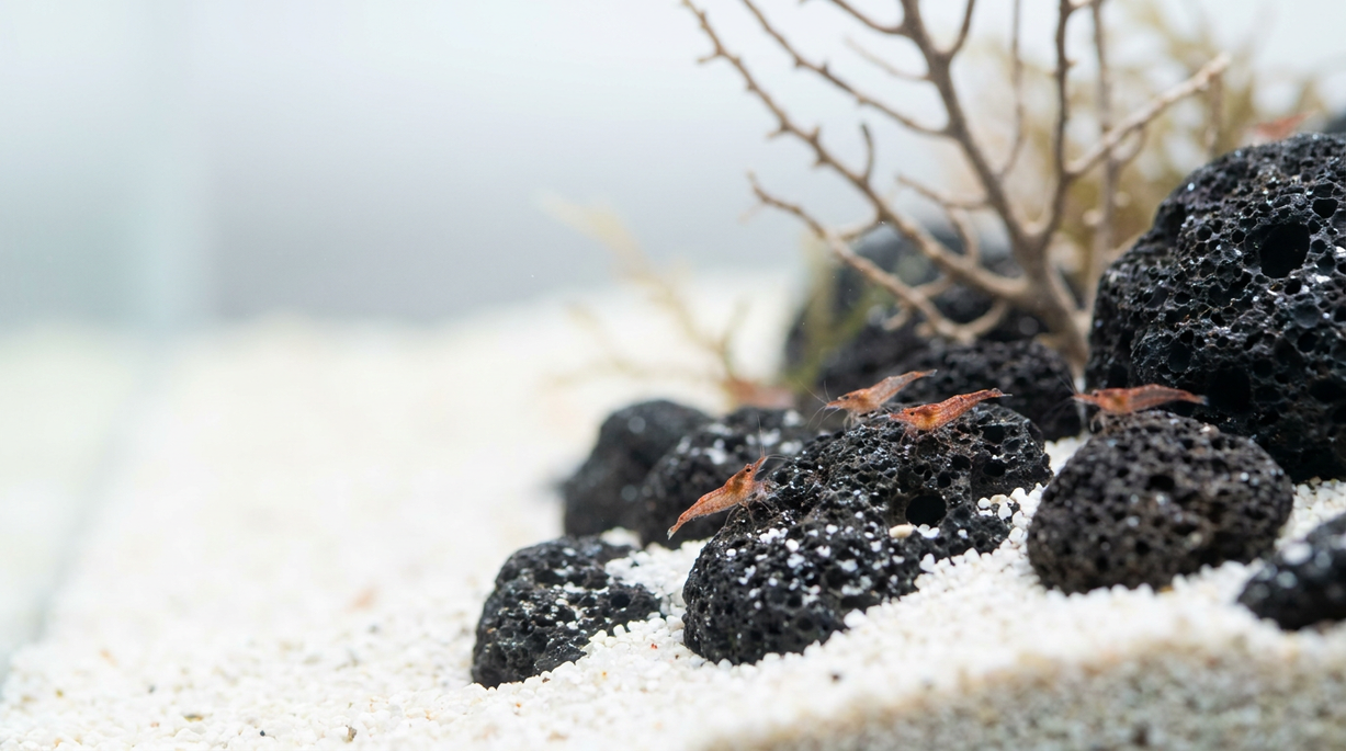 Create a Low-Maintenance Opae Ula Habitat